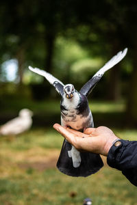 Pigeon eating nuts from hand