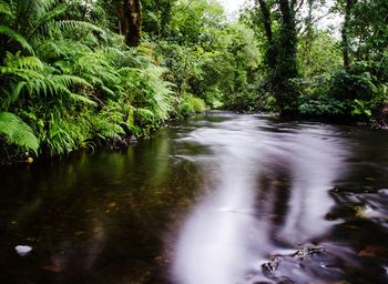 River in forest