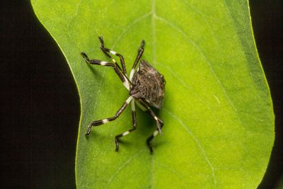 Close-up of insect on leaf