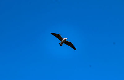 Low angle view of seagull flying in sky