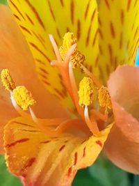 Close-up of day lily blooming outdoors