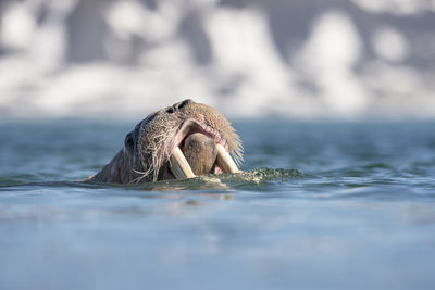 Close-up of walrus swimming in sea