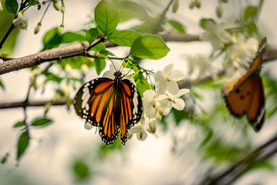 Close-up of butterfly pollinating on flower