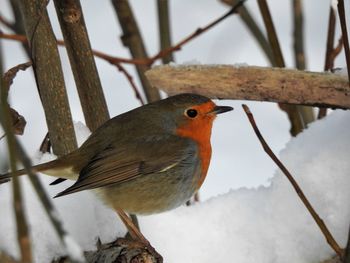 Close-up of bird perching on snow