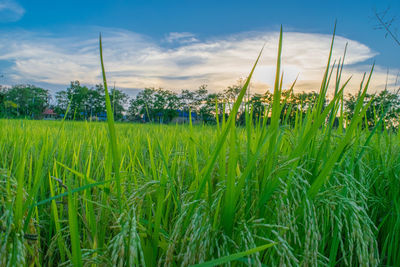 Crops growing on field against sky