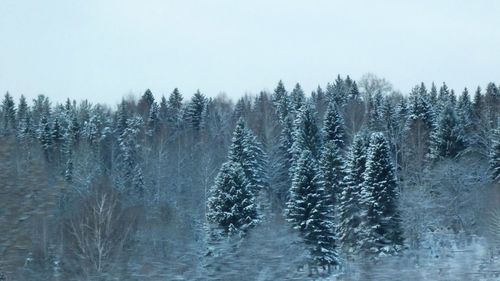 Trees on snow covered land against clear sky