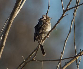 Low angle view of bird perching on branch