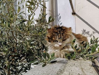 Portrait of cat by potted plants