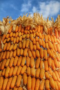Low angle view of corns against sky