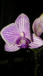 Close-up of purple flower blooming against black background