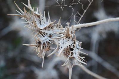 Close-up of dried plant