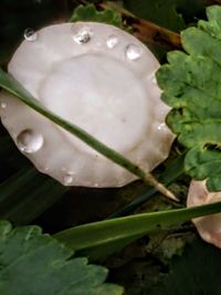 Close-up of wet white flower