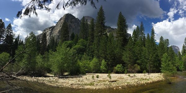 Panoramic view of trees in forest against sky