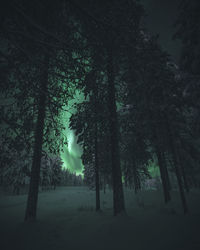 Trees in forest during winter