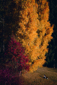 Trees in park during autumn