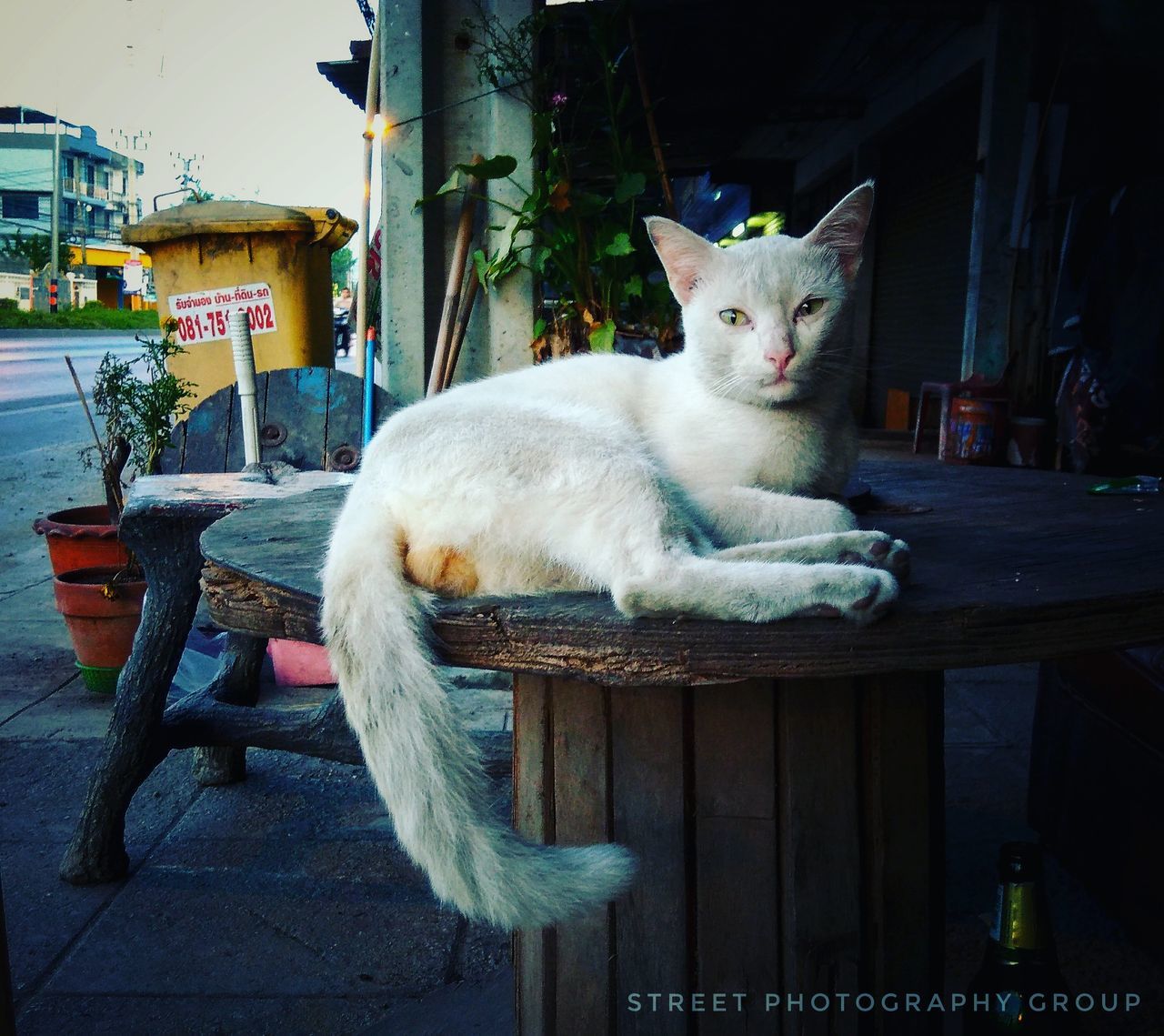 domestic cat, mammal, domestic animals, pets, animal themes, feline, cat, one animal, sitting, chair, relaxation, no people, outdoors, day