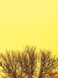 Low angle view of bare tree against orange sky