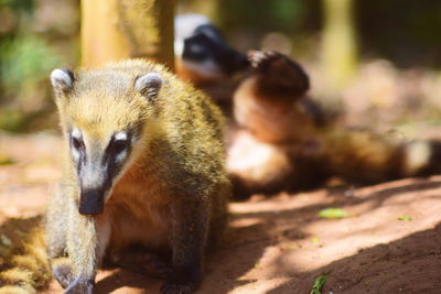 Close-up of an animal