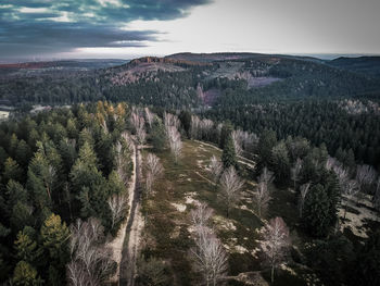 Scenic view of forest against sky