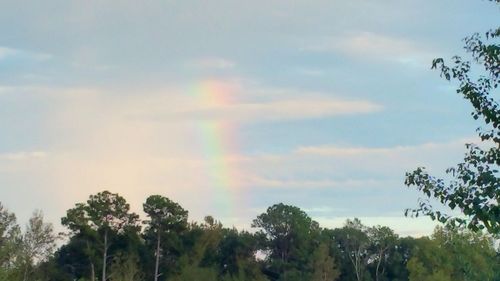 Low angle view of rainbow over trees against sky