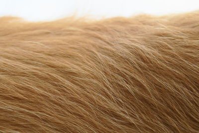 Close-up of animal hair