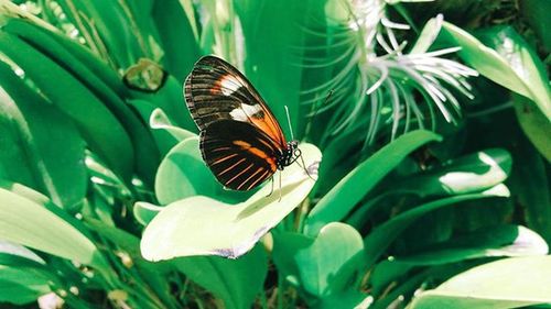 Close-up of butterfly on leaf