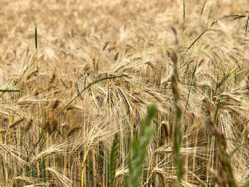 Close-up of stalks in field