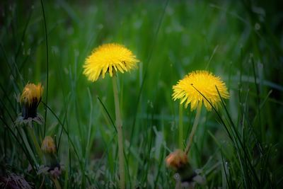 Close-up of yellow dandelion flower growing on field