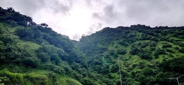 Scenic view of forest against sky