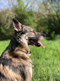 Close-up of a dog on field