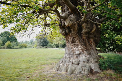 Close-up of tree trunk