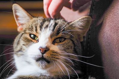 Close-up of cat at home