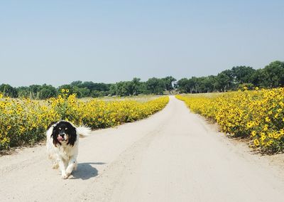 Dog on field by road against clear sky