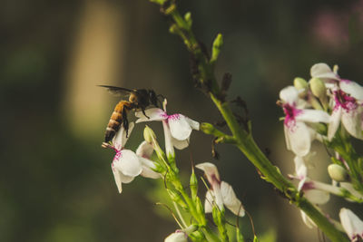 Close-up of insect on flower