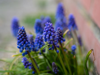 Close-up of purple flowering plants