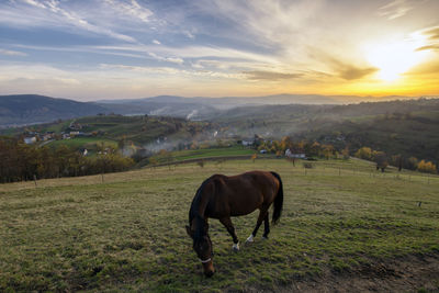 Horse grazing in a field