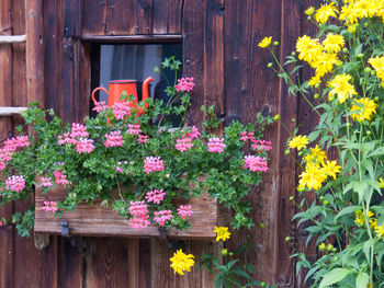 Flowers blooming on wooden door