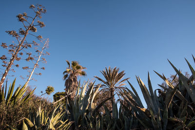 Low angle view of plants growing on field against clear sky