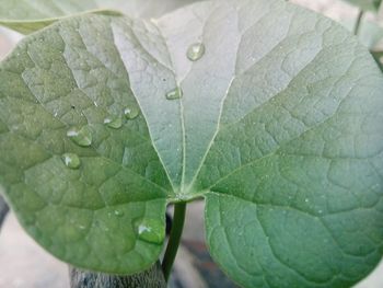 Leaves floating on water