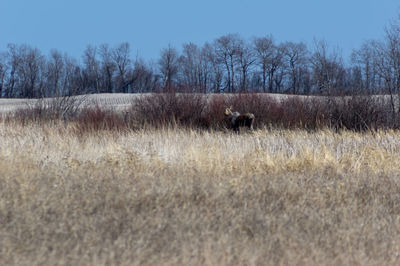 View of sheep on field