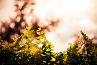 Low angle view of leaves on tree against sky