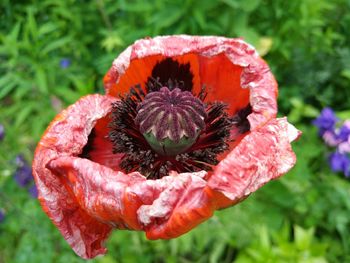 Close-up of red rose flower