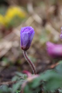 Close-up of purple flowers blooming