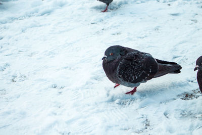 High angle view of bird on frozen snow