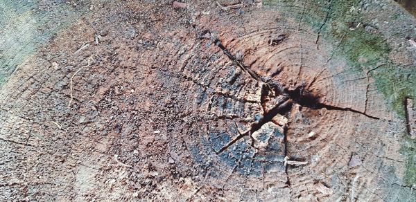 Close-up of tree stump