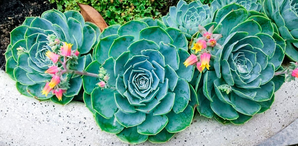 High angle view of plants