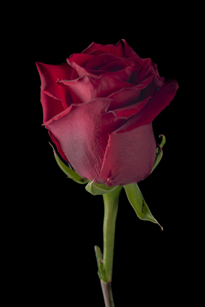 flower, flowering plant, plant, beauty in nature, freshness, petal, black background, studio shot, fragility, pink, rose, inflorescence, close-up, flower head, nature, no people, plant stem, indoors, leaf, plant part, red, single object, cut out, garden roses, growth, copy space
