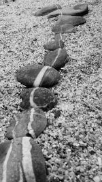 Close-up of crab at beach