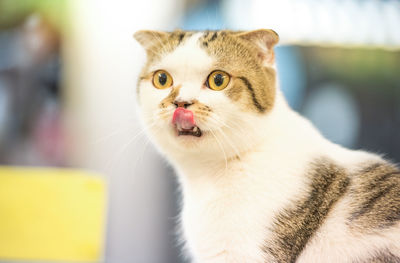 Close-up portrait of a cat