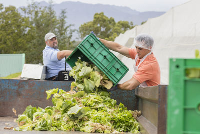 Workers on vegetable farm dumping old cabbage